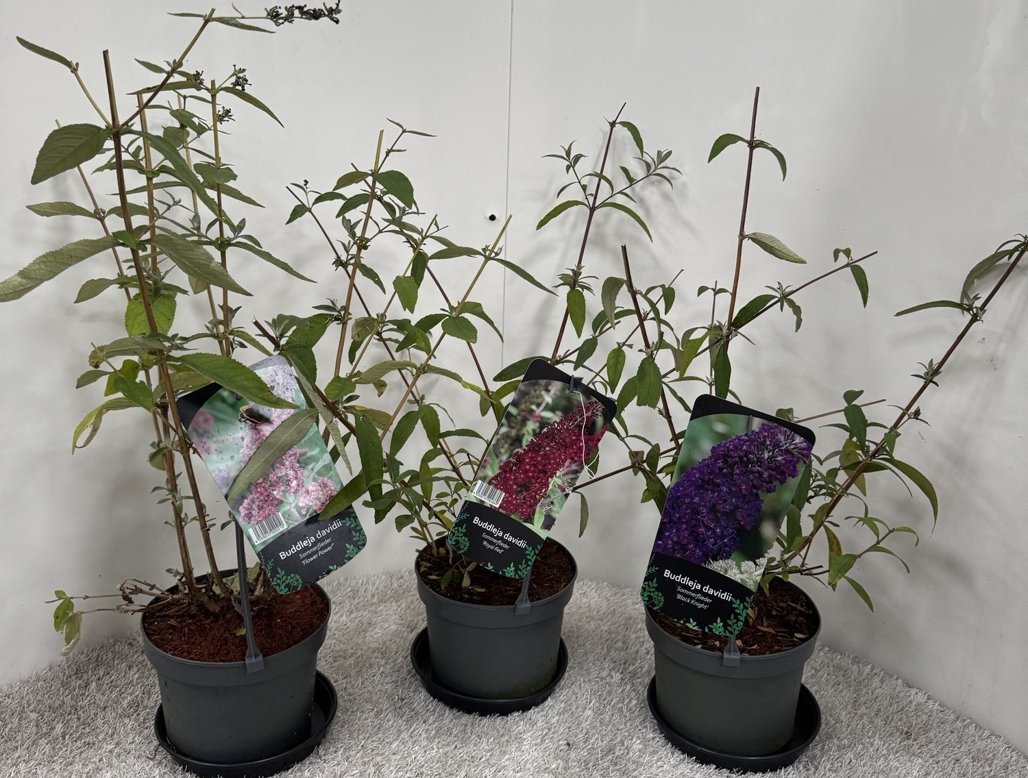 Buddleja Davidii in Sorten, D 19