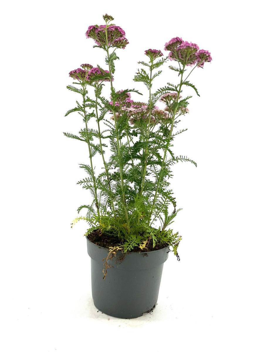 Achillea m. 'Apfelblüte', D 17