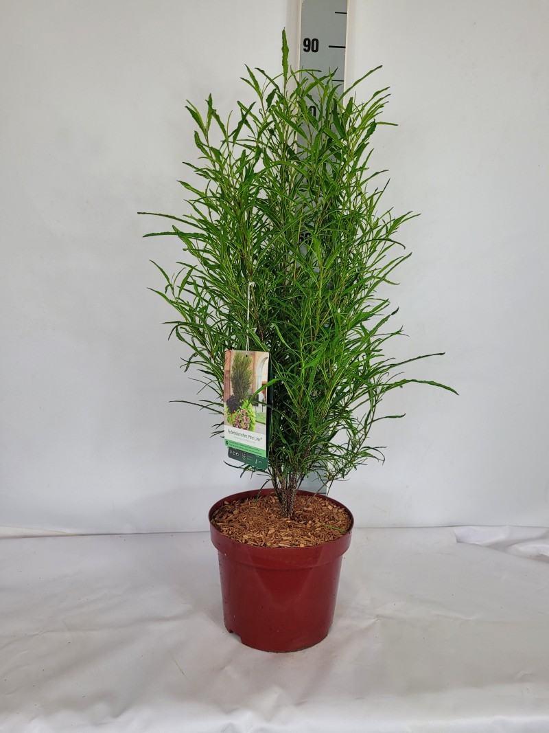 Frangula (Rhamnus) frangula 'Fine Line' R C5 40-60, D 23