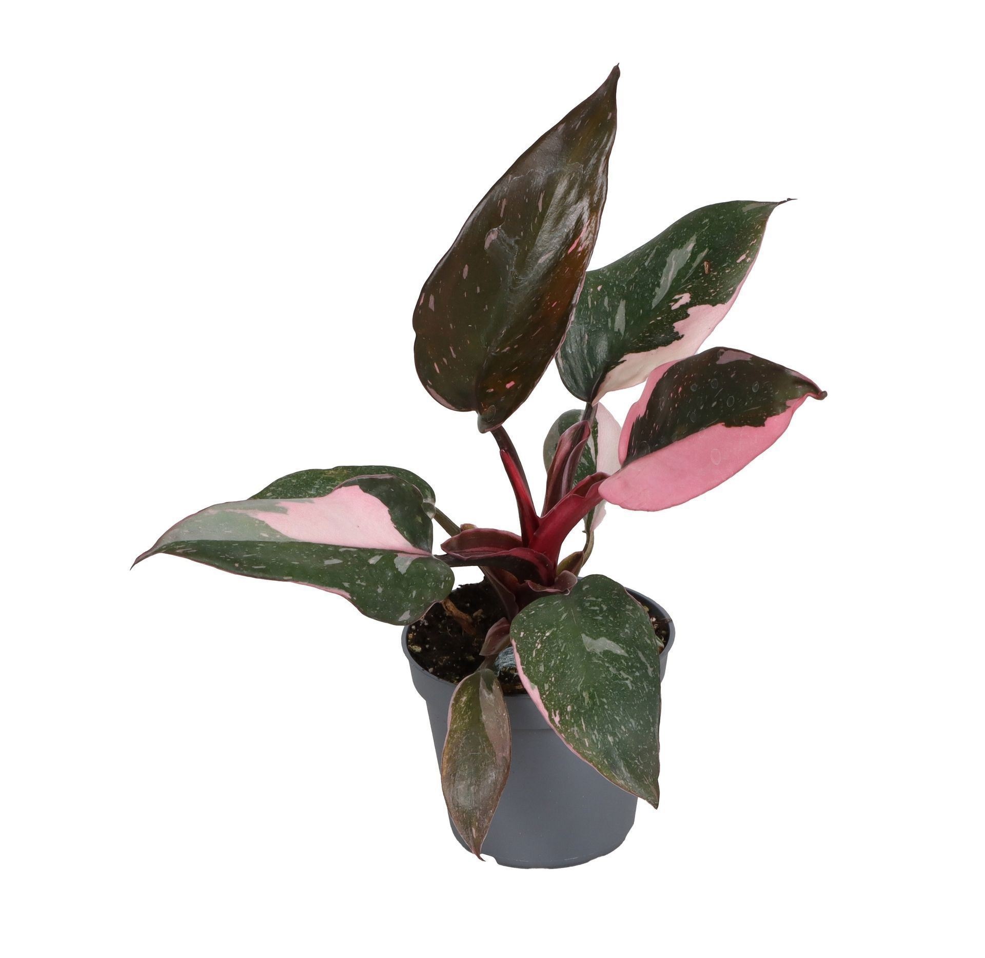 Philodendron Pink Princess Marble, D 6