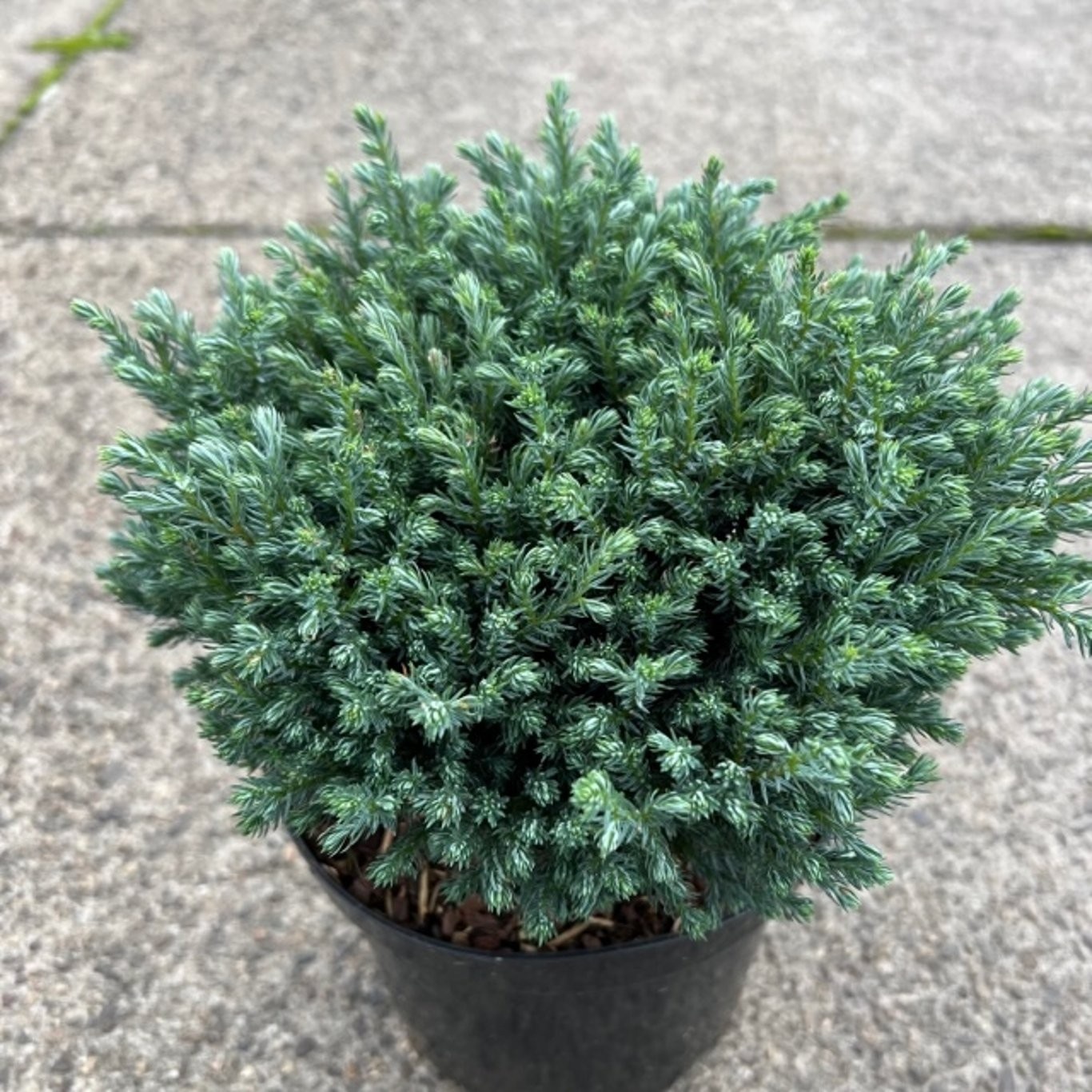 Chamaecyparis p. 'Blue Moon', D 19