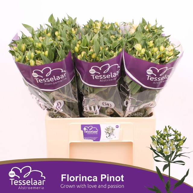 Альстромерия Пино (зел.), шт.