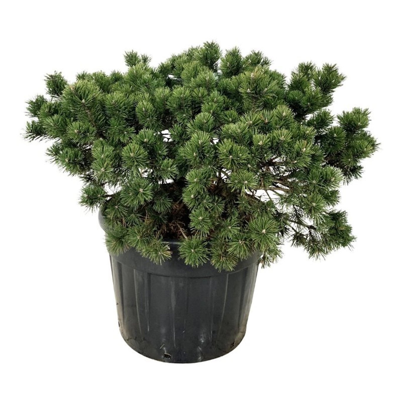 Pinus mugo 'Gnom', D 65