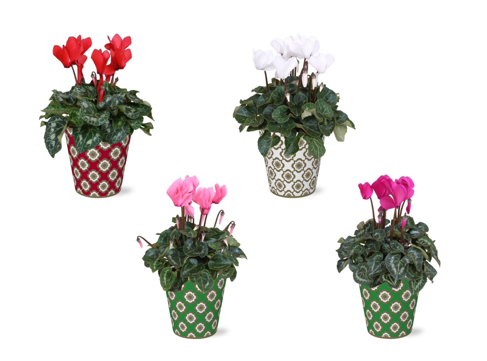 Collectie "Fun World" Cyclamen in Smartcup Jacey, D 12