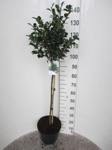 Ilex mes. Heckenfee 80st. P30 kroon 30-40, D 30