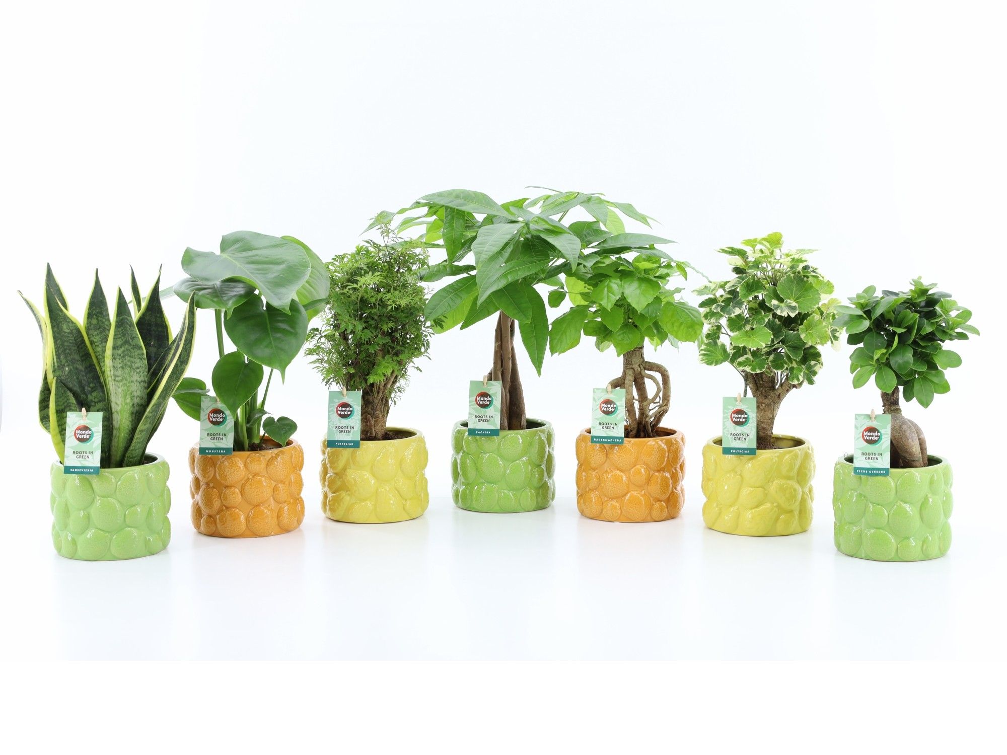 Exotic Green Mix in La Dolce Frutta, D 15