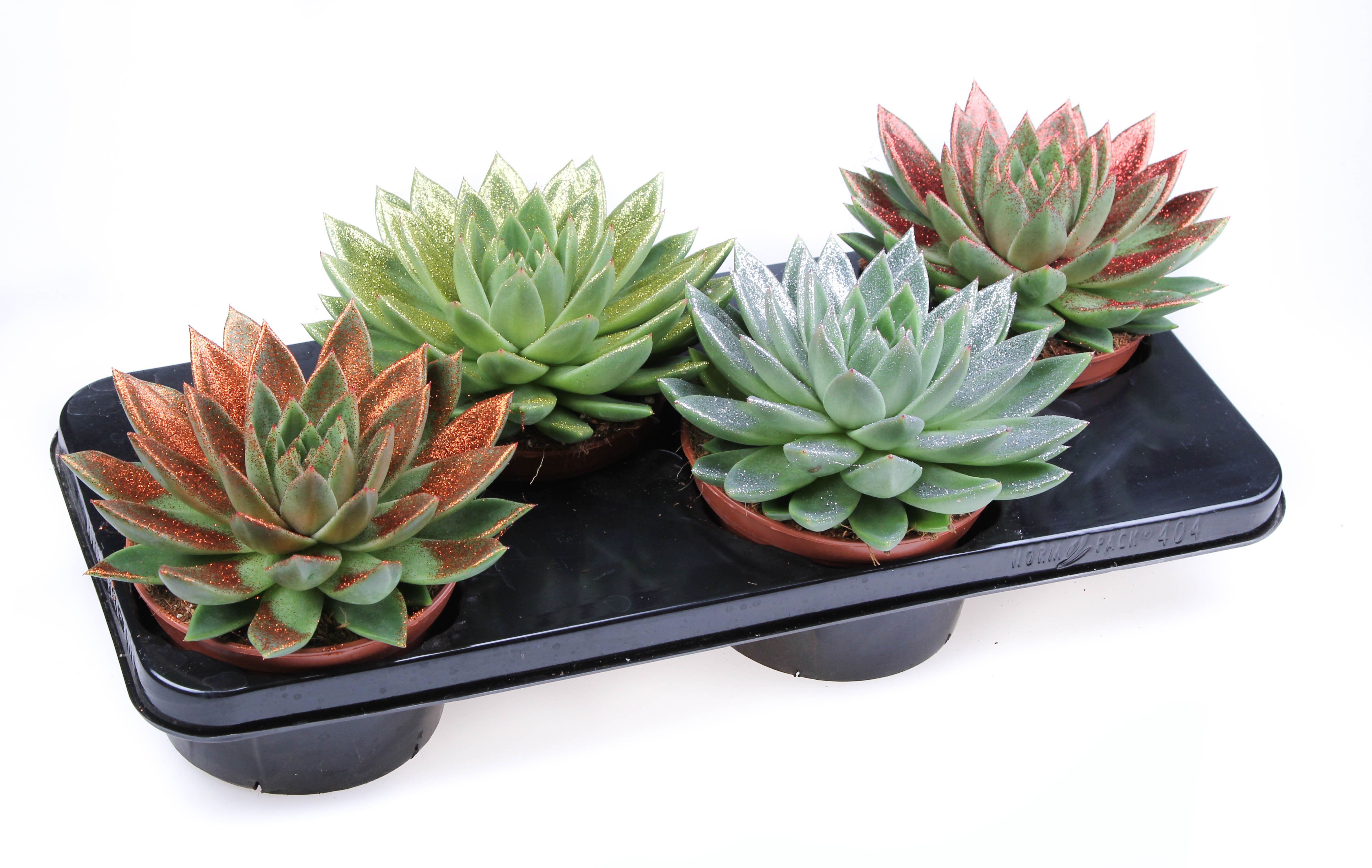 Bio miranda naturel glittermix, D 15