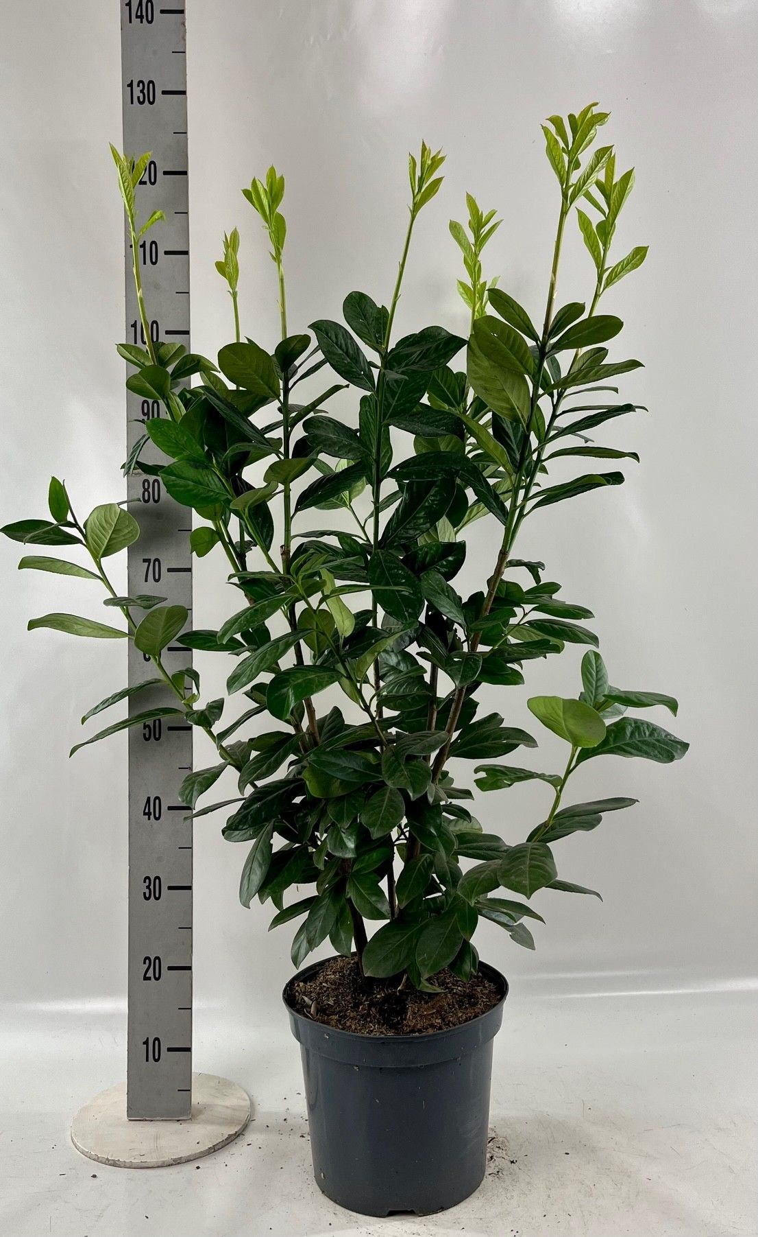 Prunus laur. 'Novitae' 100-125 cm, D 26