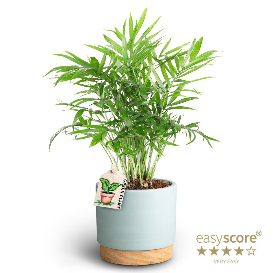 Woodbase Sky Blue, Chamaedorea, D 10