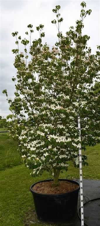 Cornus k. 'Milky Way', D 90
