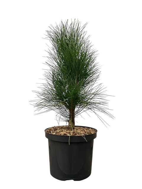 Pinus n. 'Green Tower', D 23