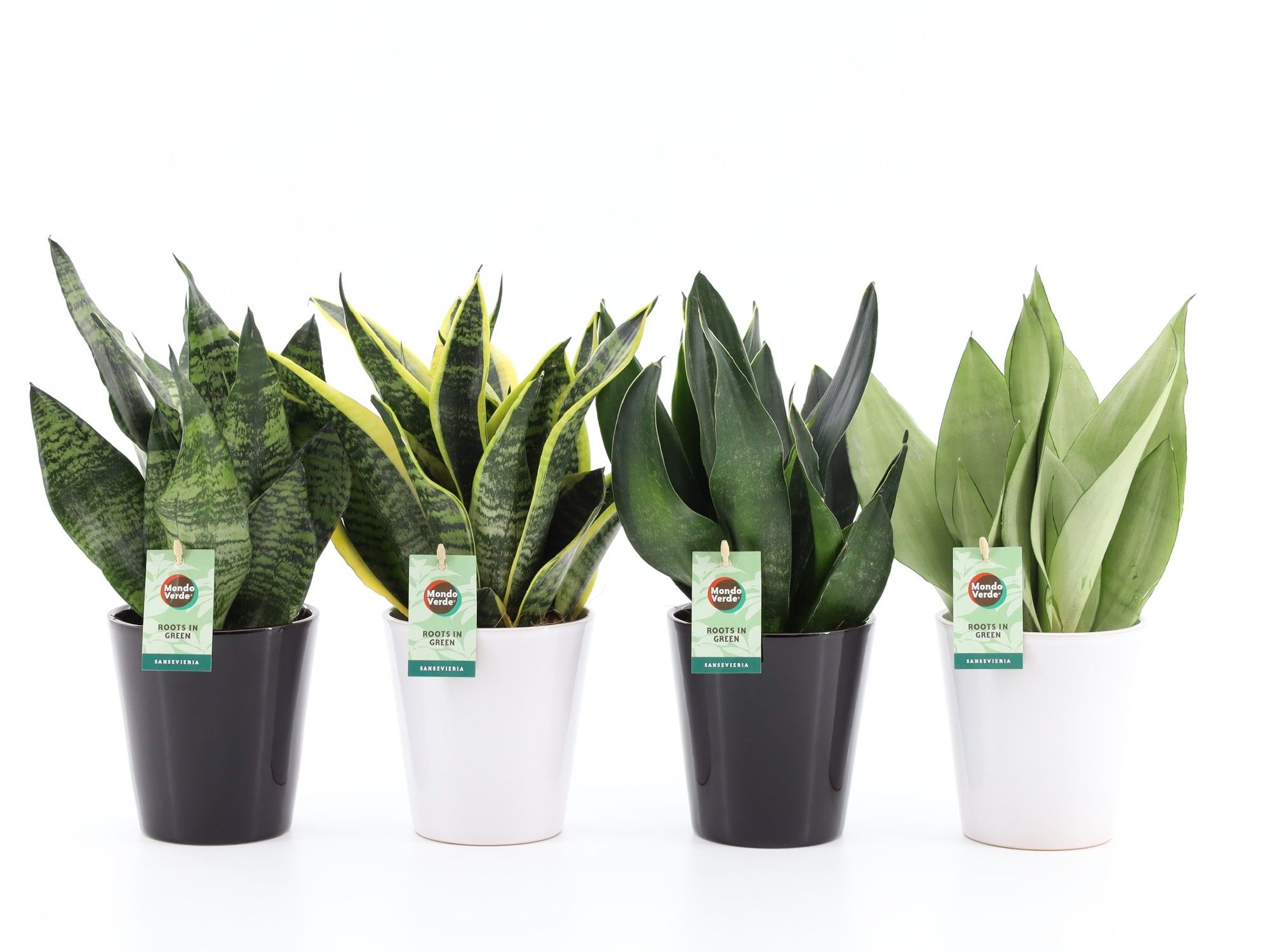 Sansevieria Mix in Zwart & Wit keramiek, D 13