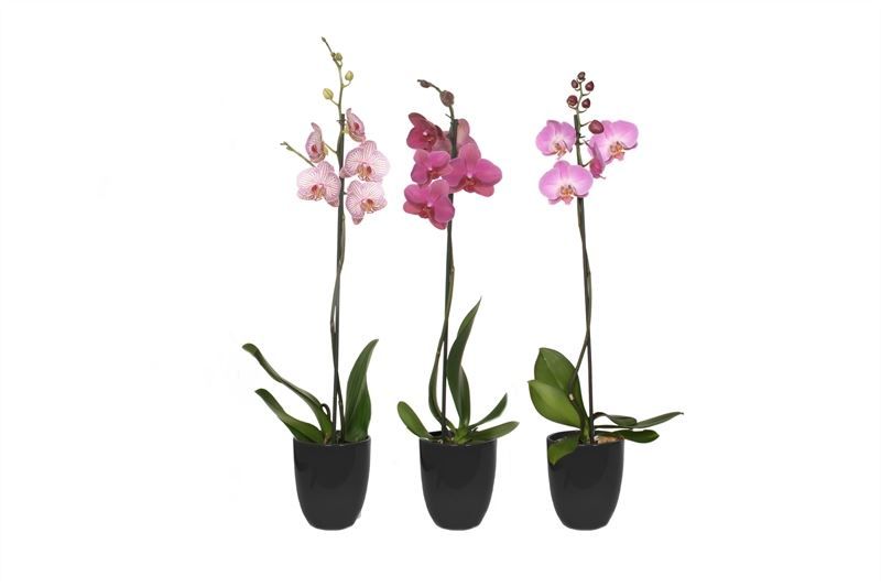 Hugo p12 black Phal mix 1T09+, D 12