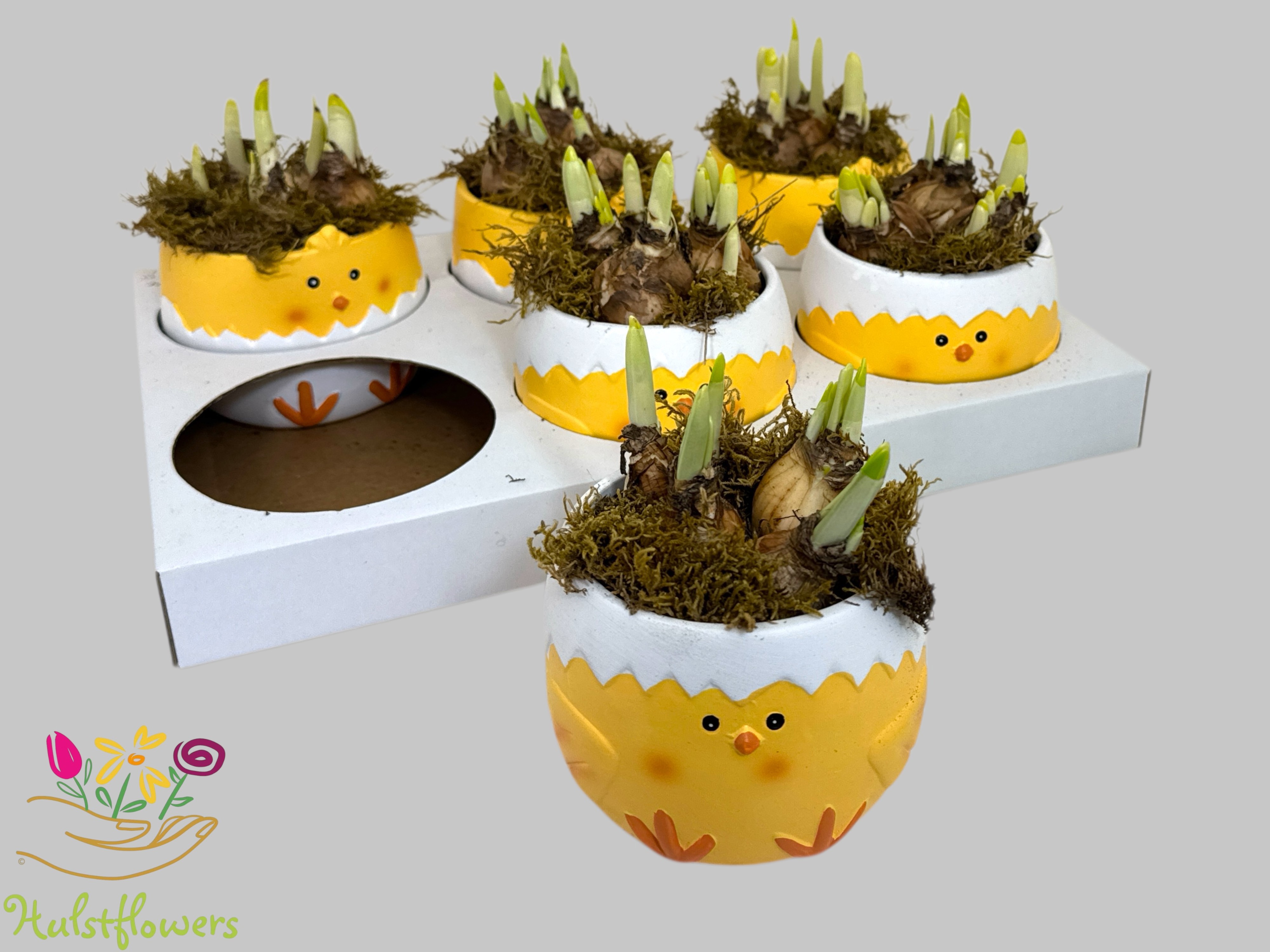 Arrangement Narcis Tete-a-Tete in Chicken pot, D 12