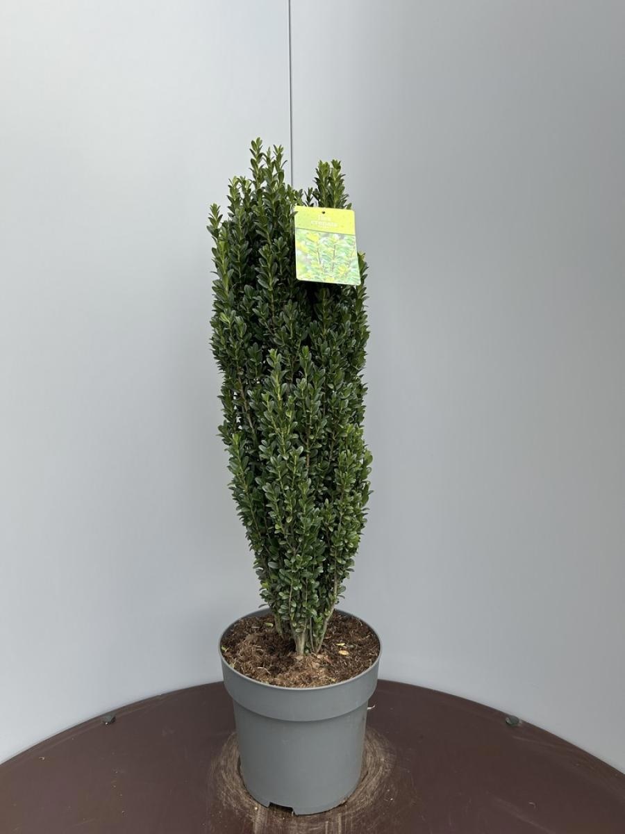 Ilex crenata 'Fastigiata', D 29