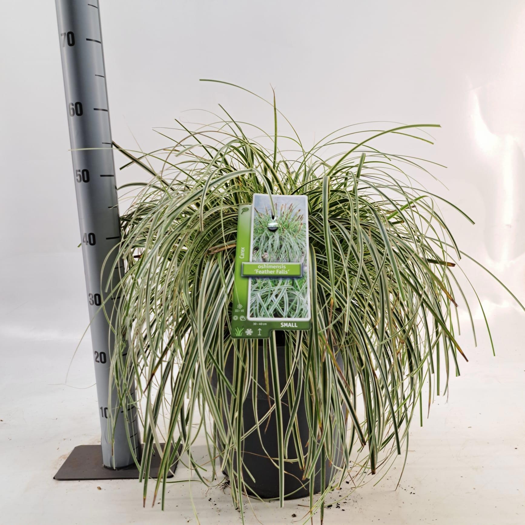Carex 'Feather Falls' PBR, D 29