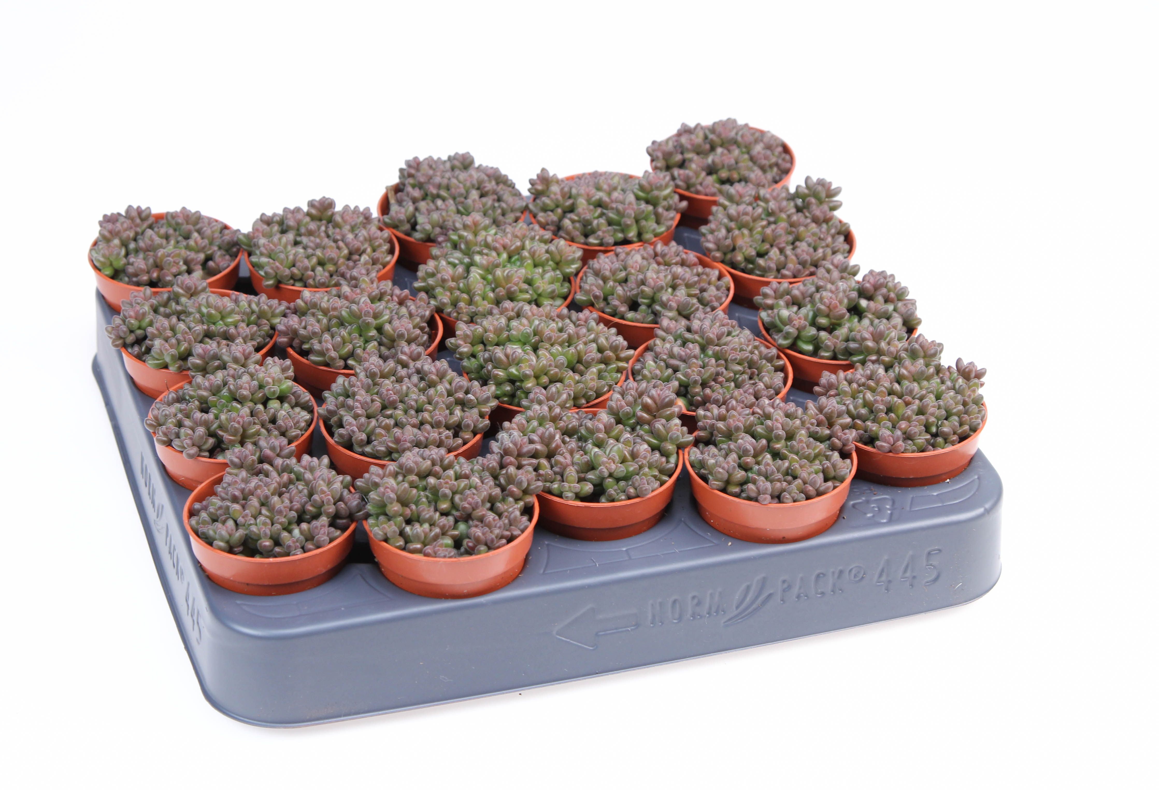 Sedum stahlii, D 5,5