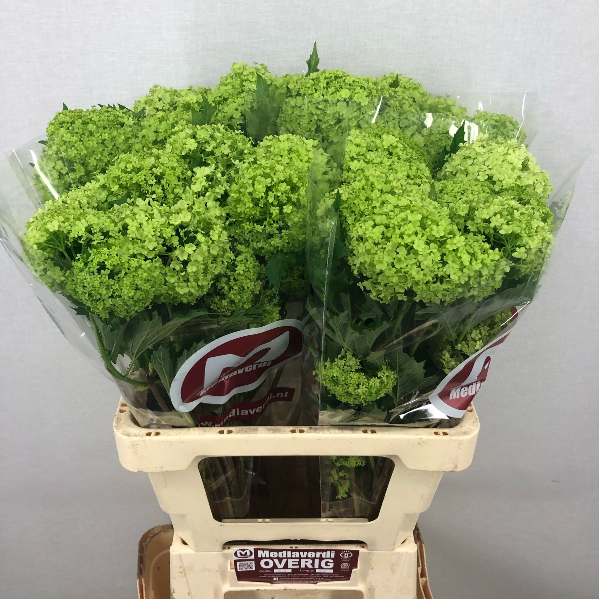 Вибурнум Розеум 60 (зел.), шт.