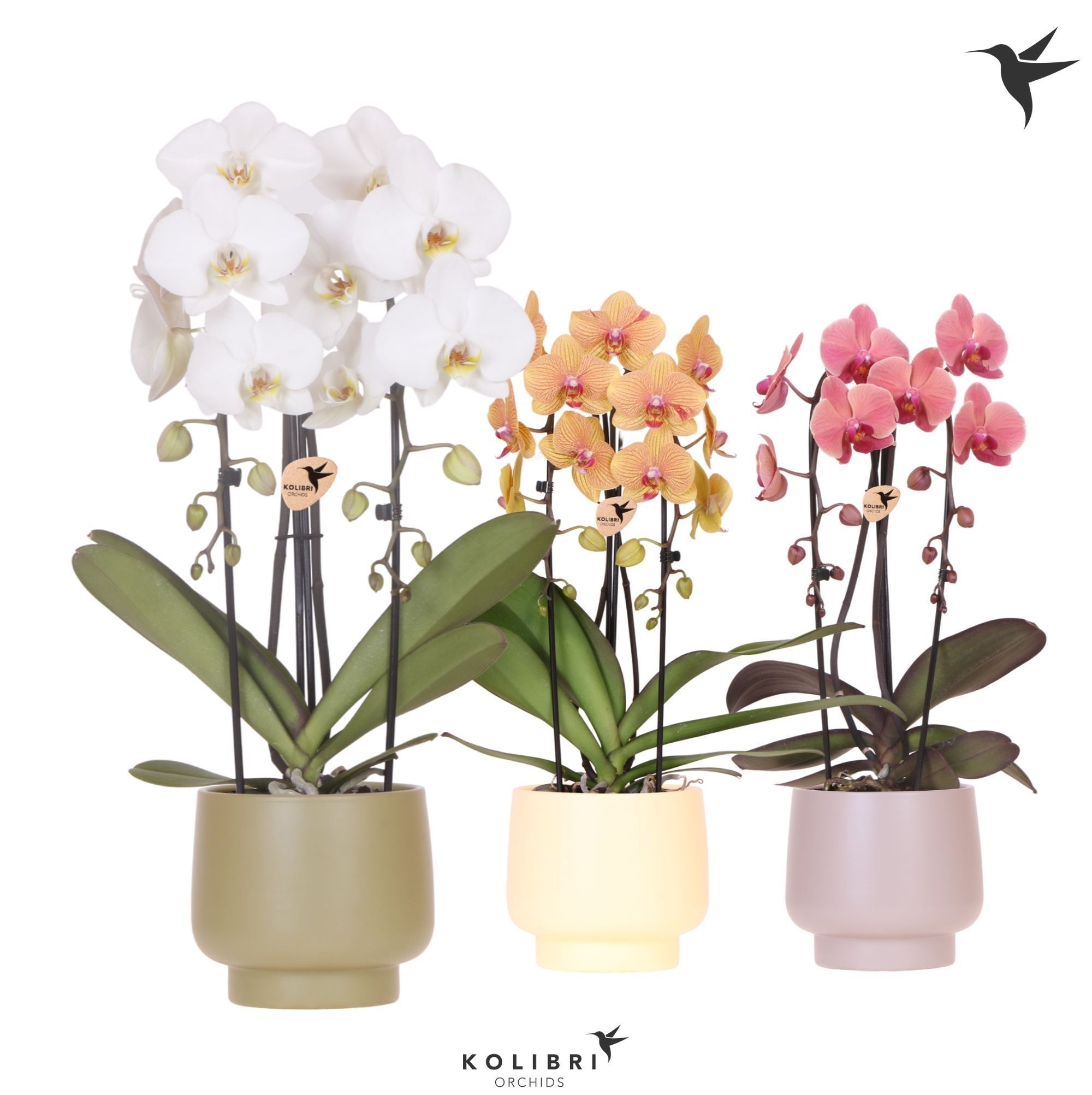 Kolibri Orchids Cascade Niagara Fall mix 2 spike in Scandic pot green mix, D 12