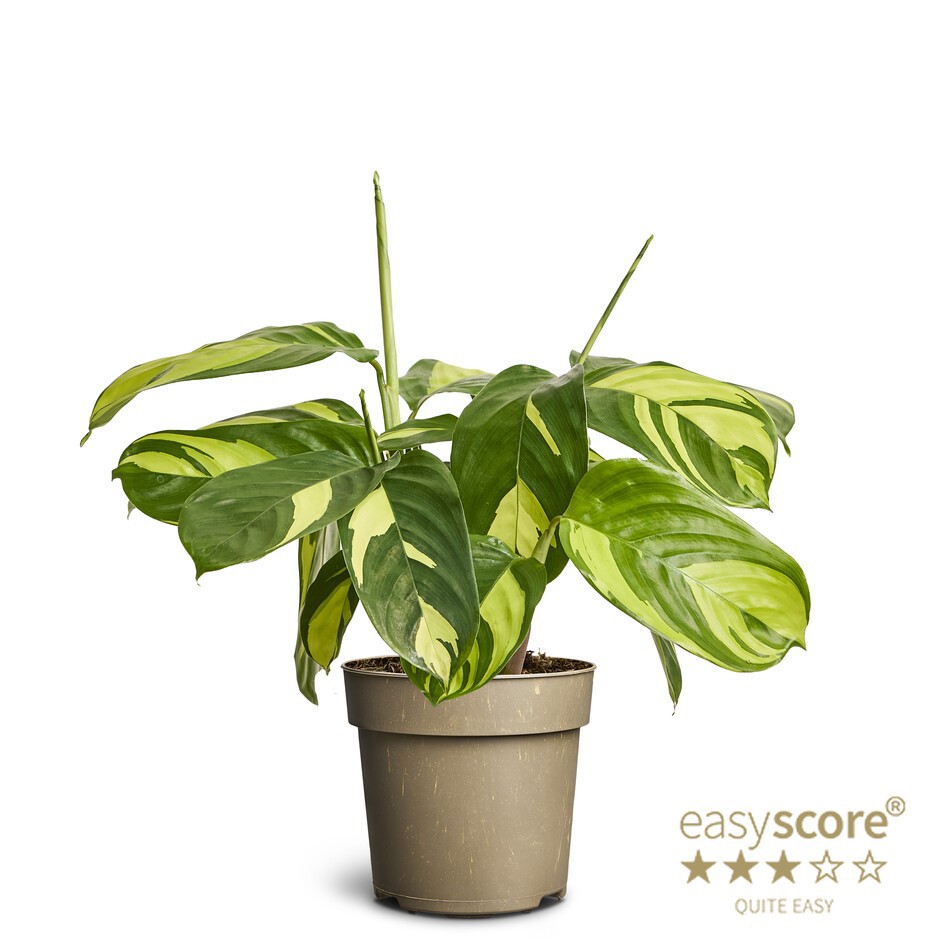 CTENANTHE OPPENHEIMIANA 'Golden Mosaik', D 11