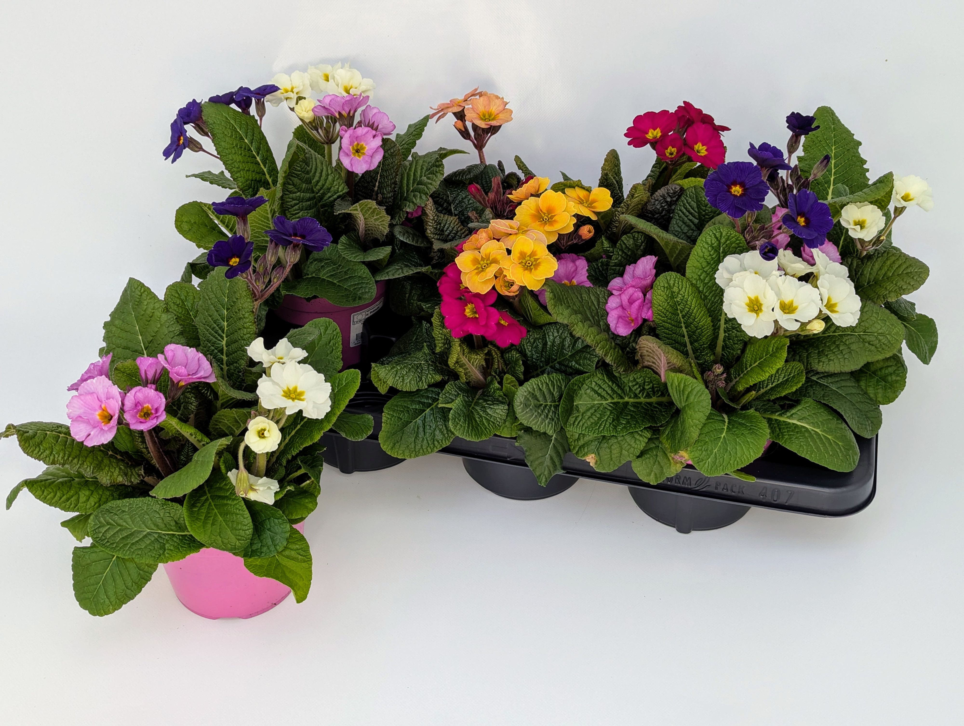 Primula Stella Trio T14, D 14