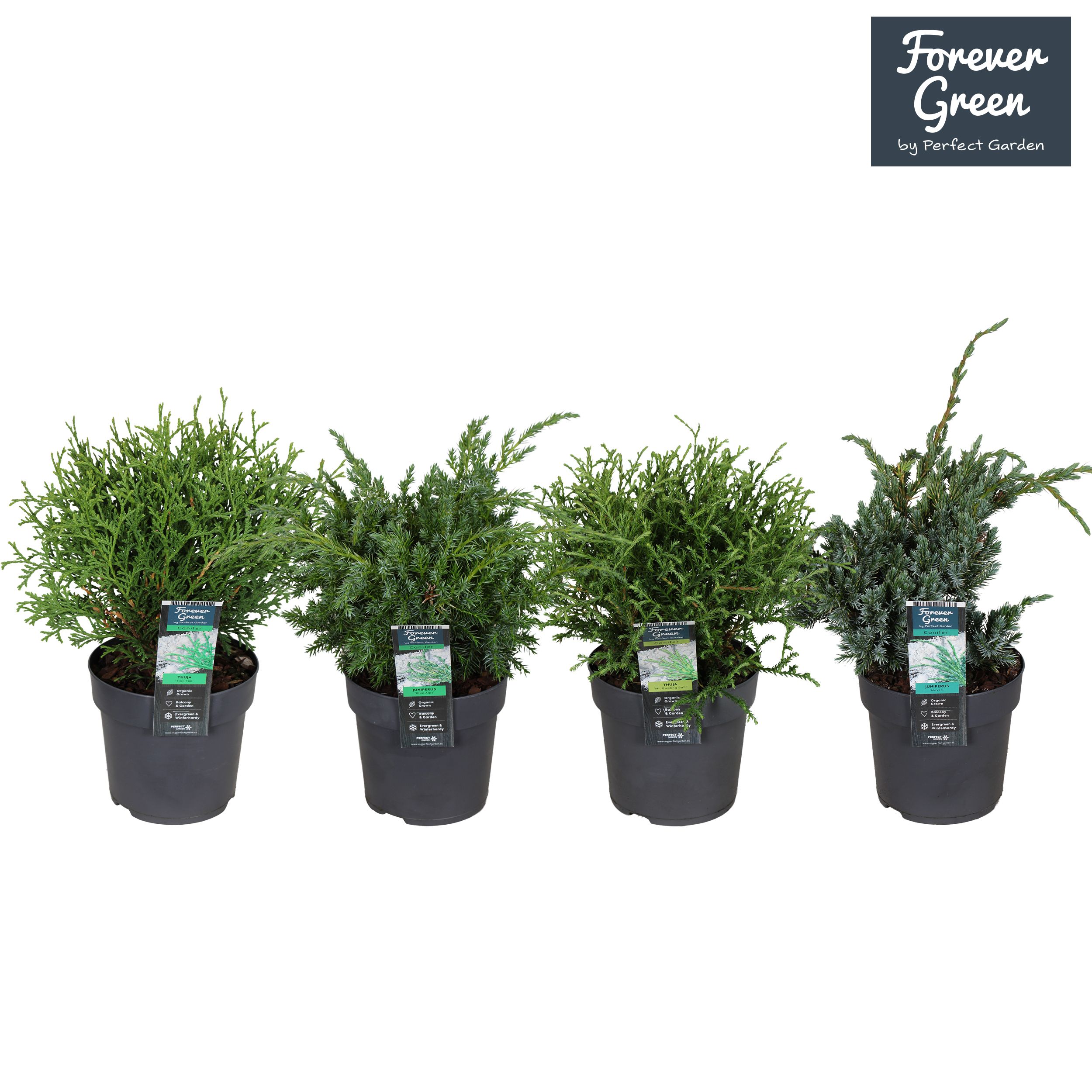 Coniferen mix laag P14, D 14