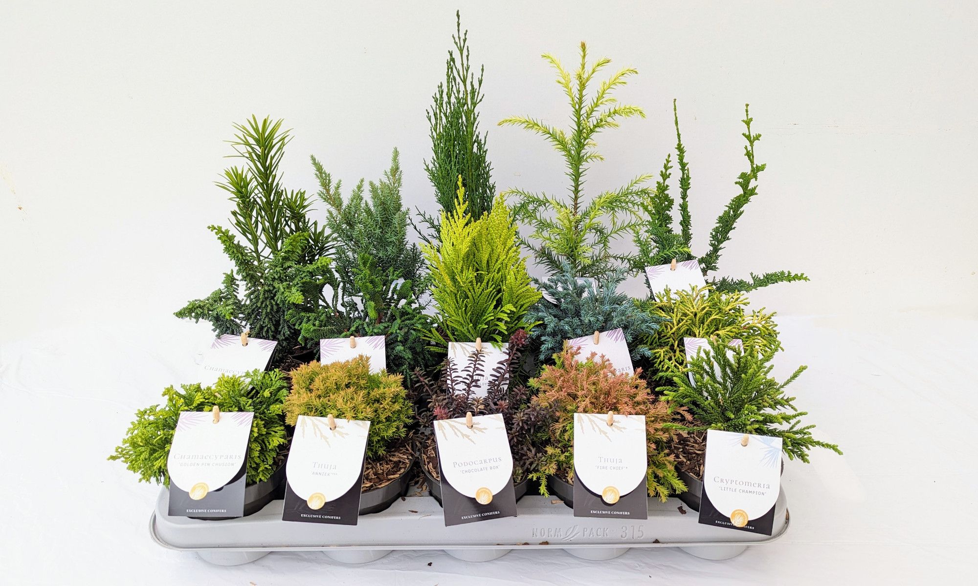 Coniferen Essentials Mix P10.5, D 10,5