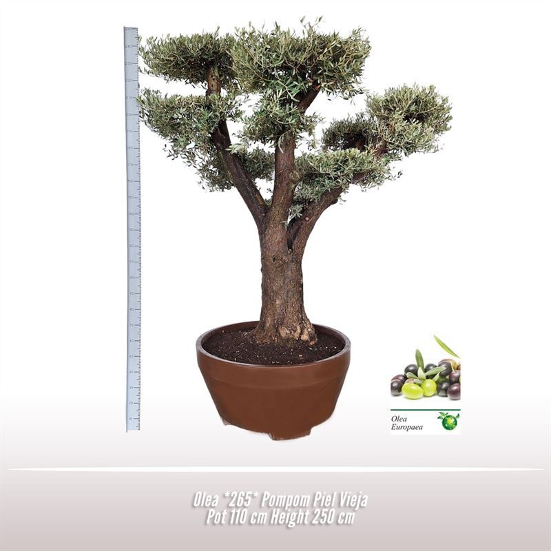Olea *265* Pompom Piel Vieja, D 110