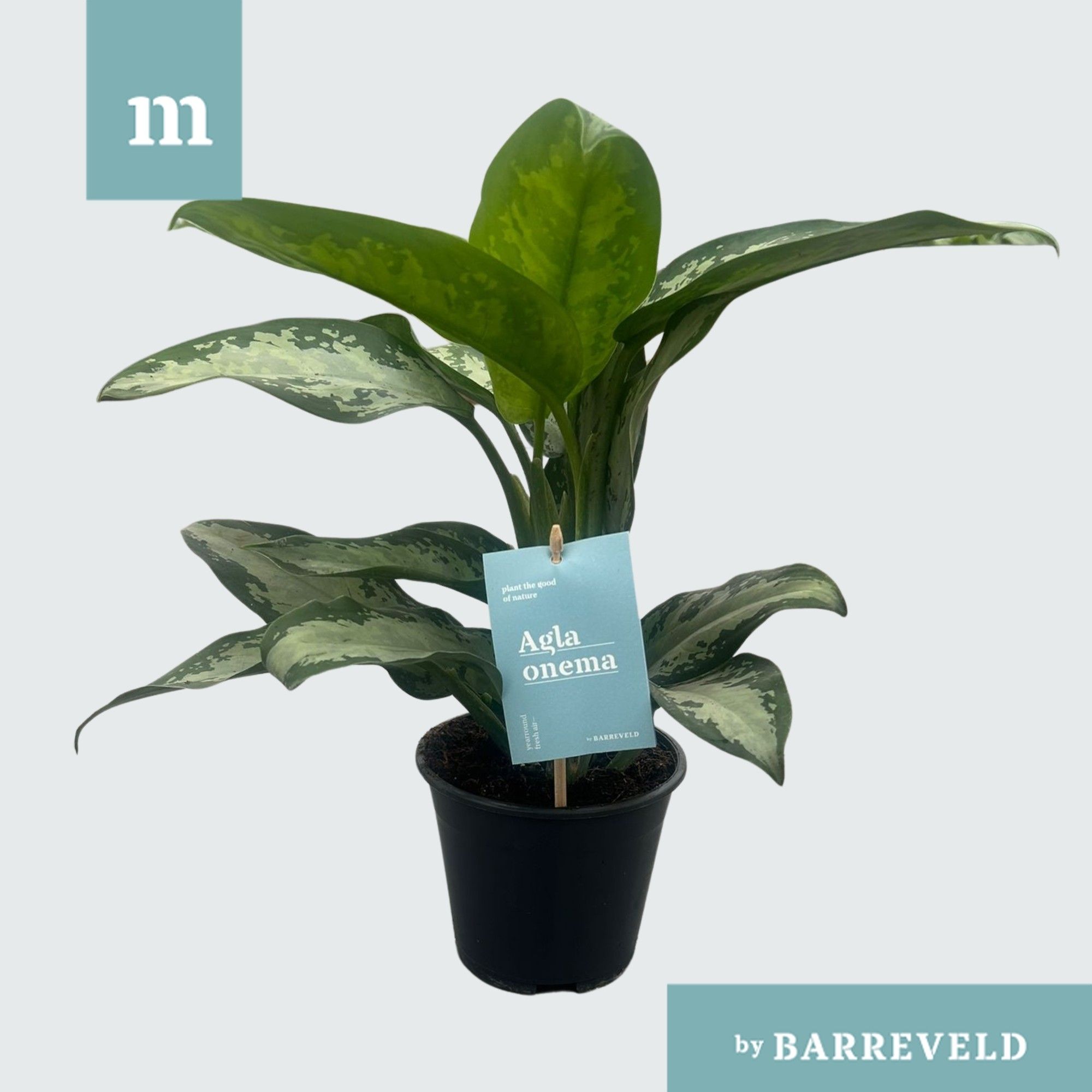 Green agla Jubilee, D 14