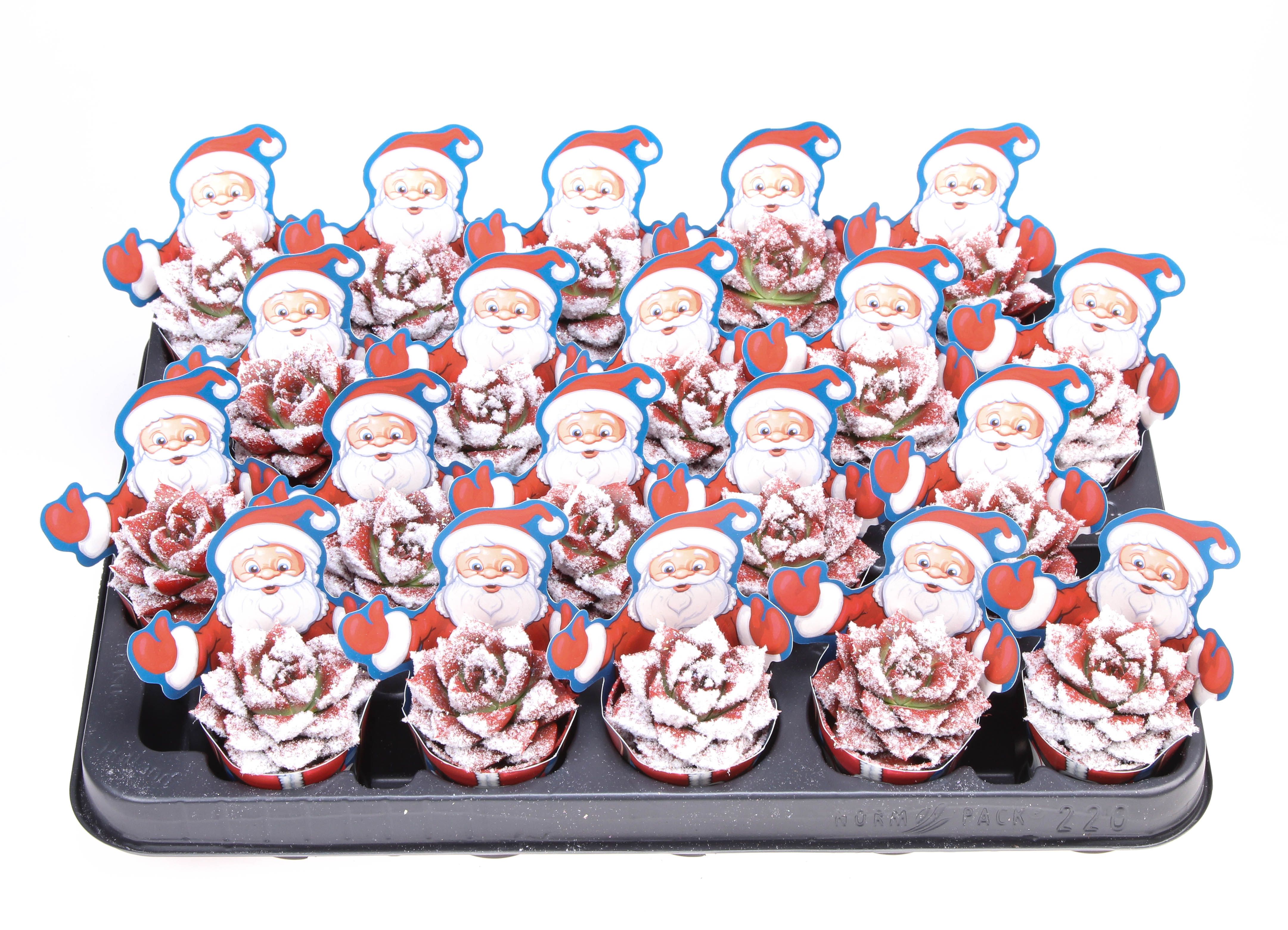 Potcover santaclaus purper snowy + bio snow, D 5,5