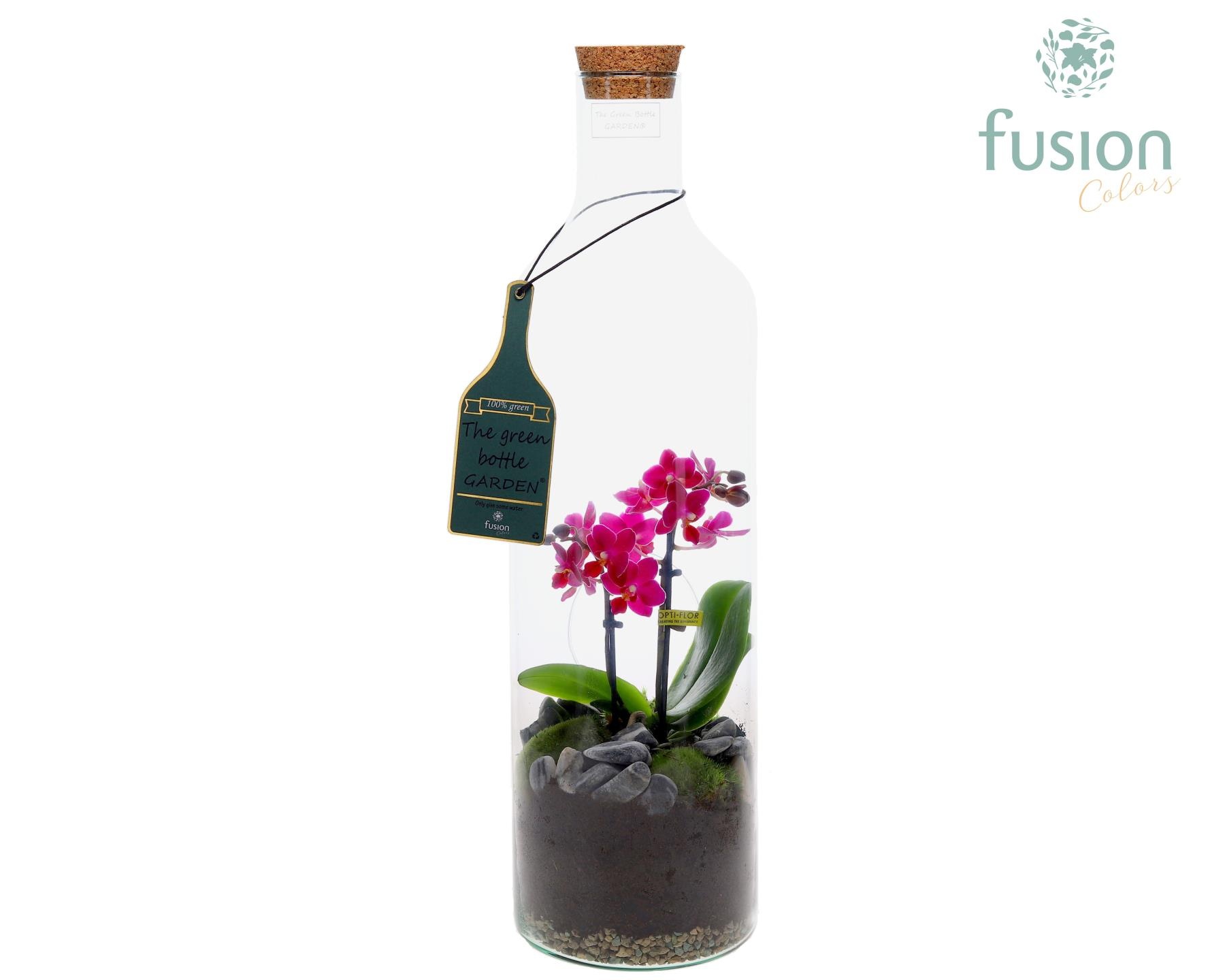 Green Bottle Fles Large met Phalaenopsis, D 15