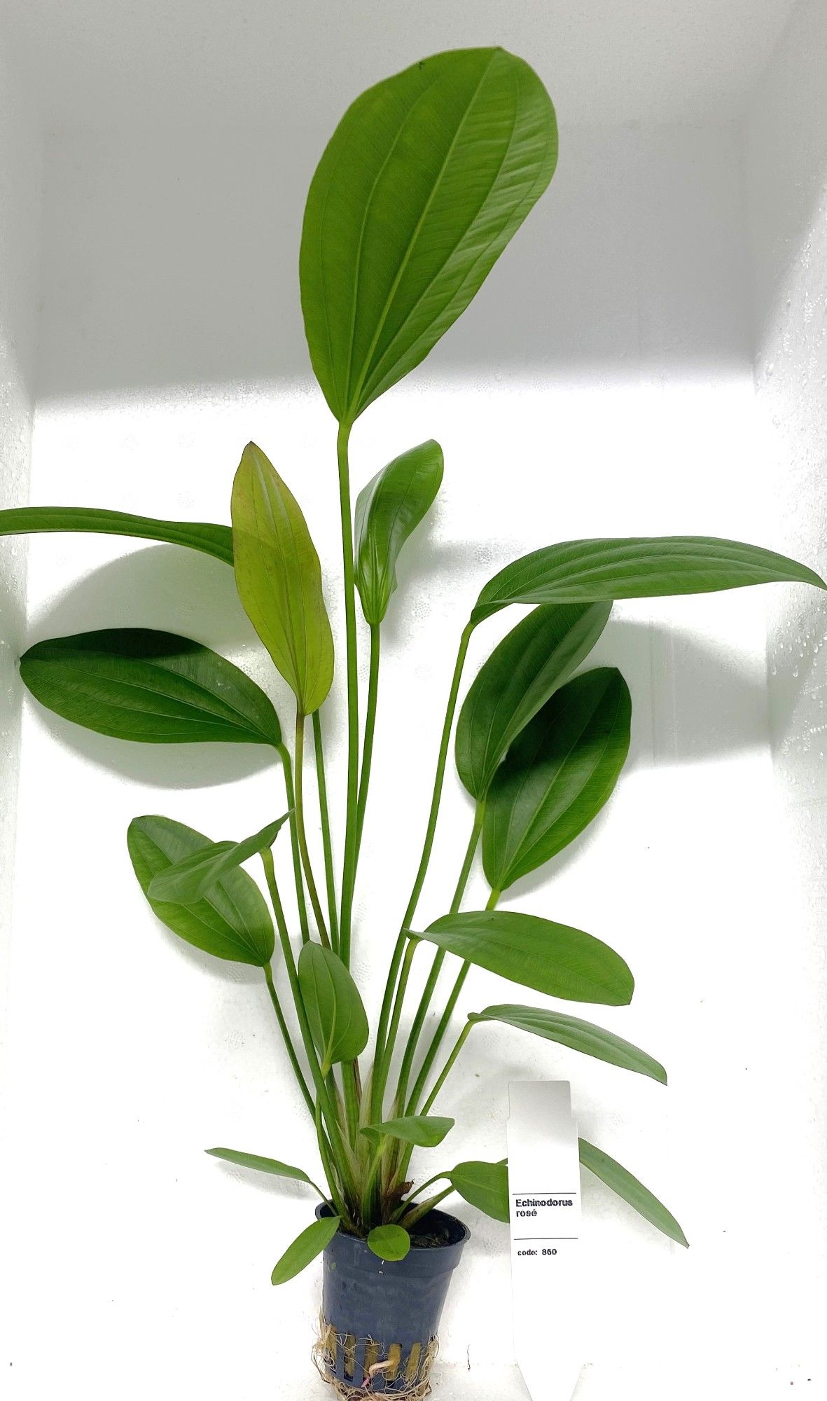 echinodorus rose, D 5