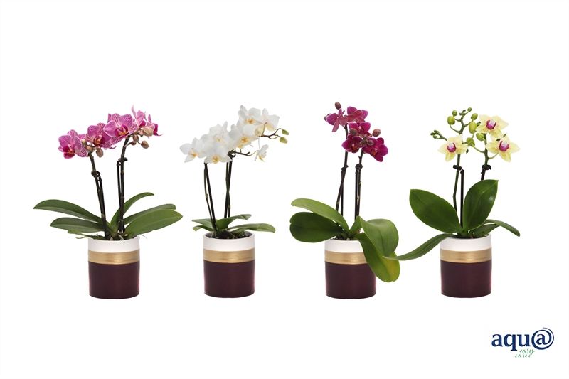 Dolomite p06 Horizon bordeaux Phal Tiny Dolls mix 2T10+ Aqu@, D 6