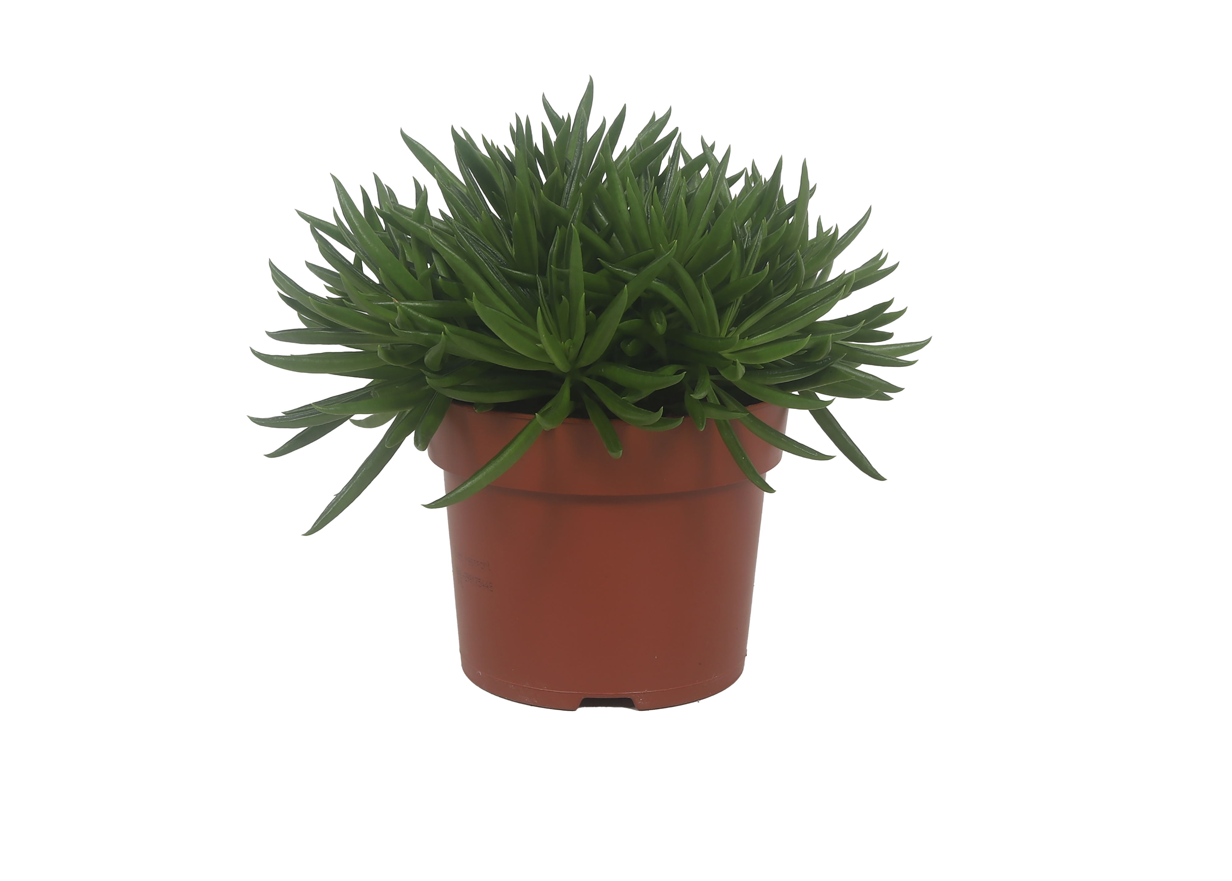 Peperomia Nevada, D 12