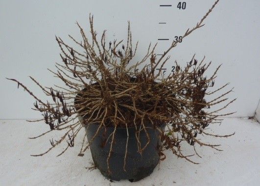 Weigela Picobella Rosso (TVP3 ®), D 27