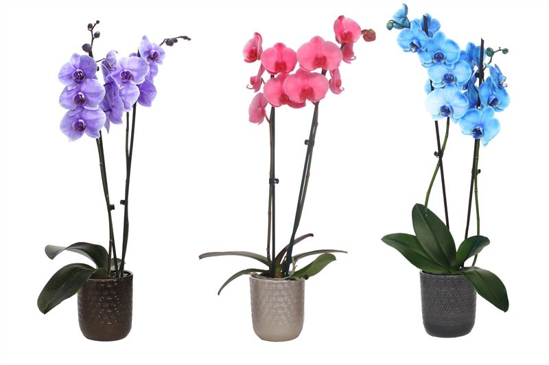 Vera p12 symmetric mix Phal I am Blue 2T14+, D 12