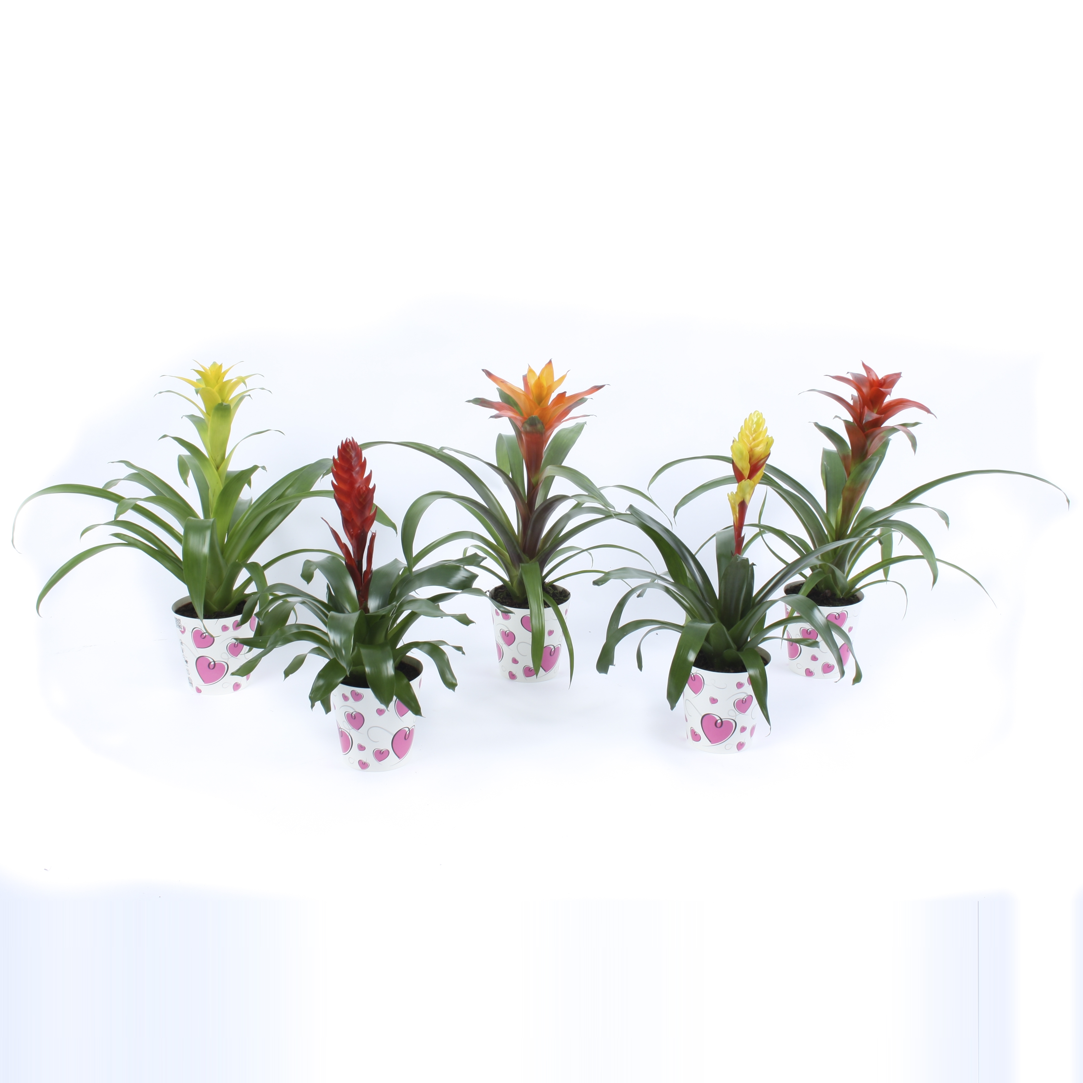 Bromelia Mix in true love hart cover Roze, D 12,5