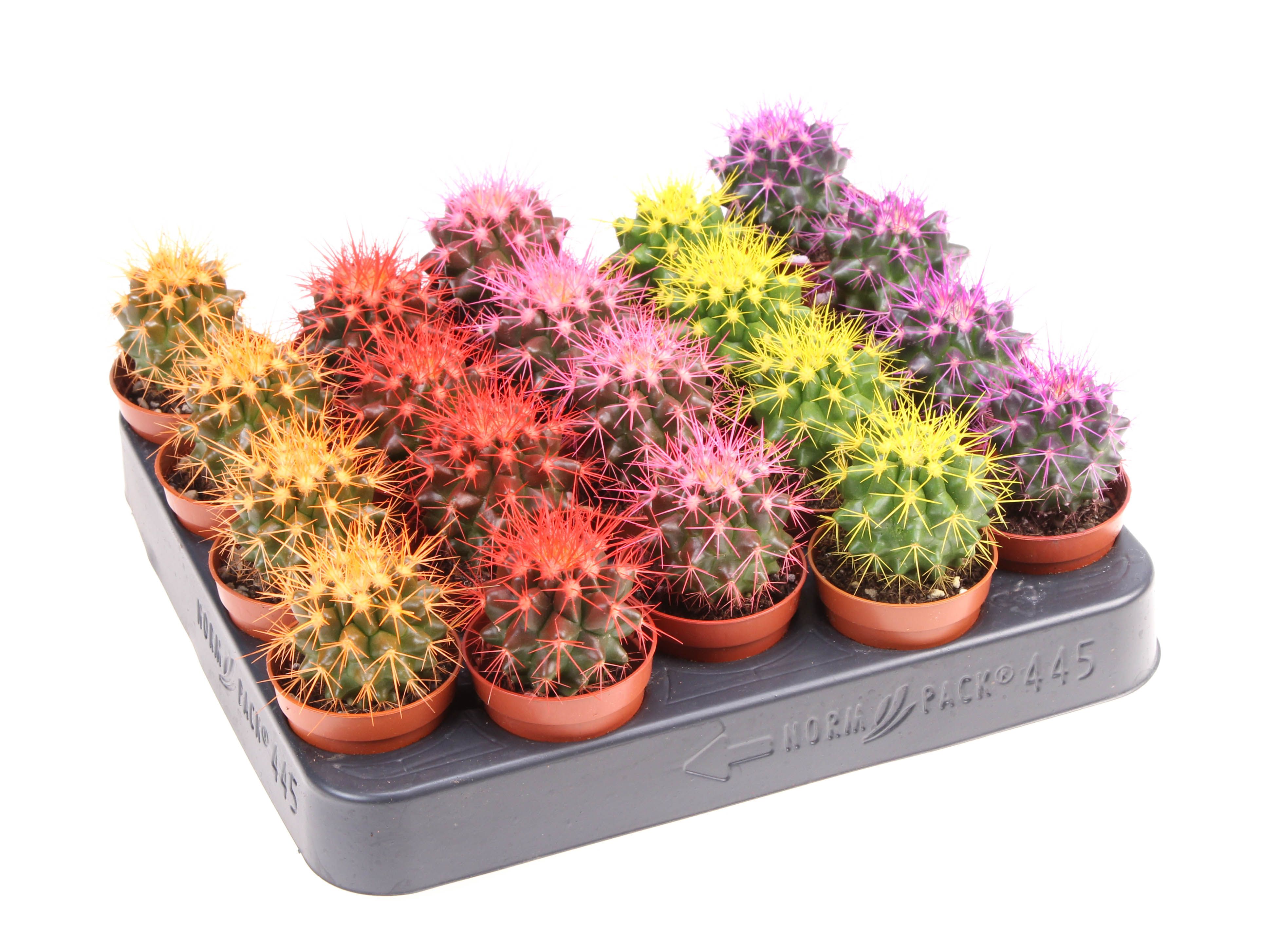 Grusonii rainbow mix, D 5,5