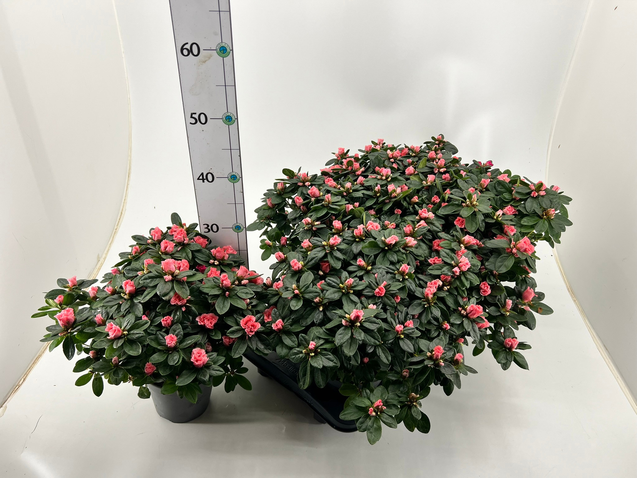 Rhododendron simsii T14 salmon, D 14