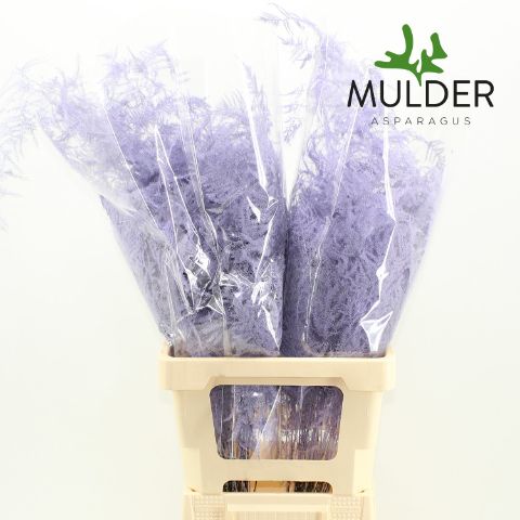 Аспарагус Овериг Крашеный (краш. ) 65, шт.