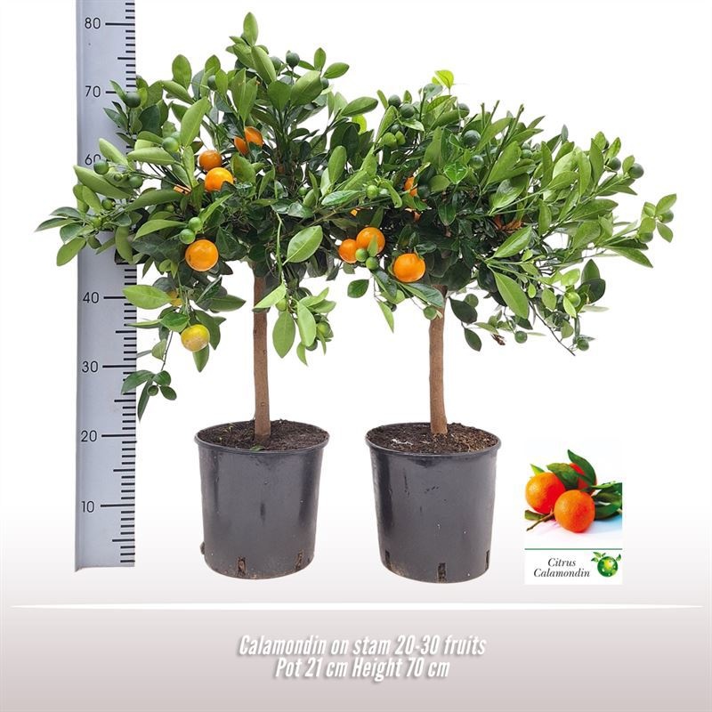 Calamondin op stam, D 21 cm