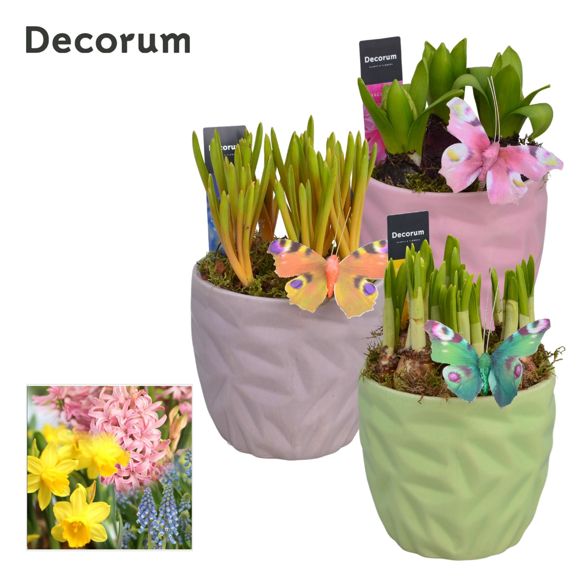 Bollenmix Natural Colour HL18463B, D 13