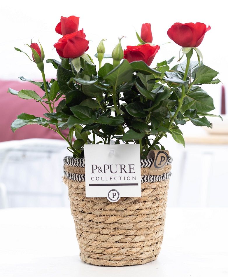 Rosa red in P&PURE Basket 6, D 12