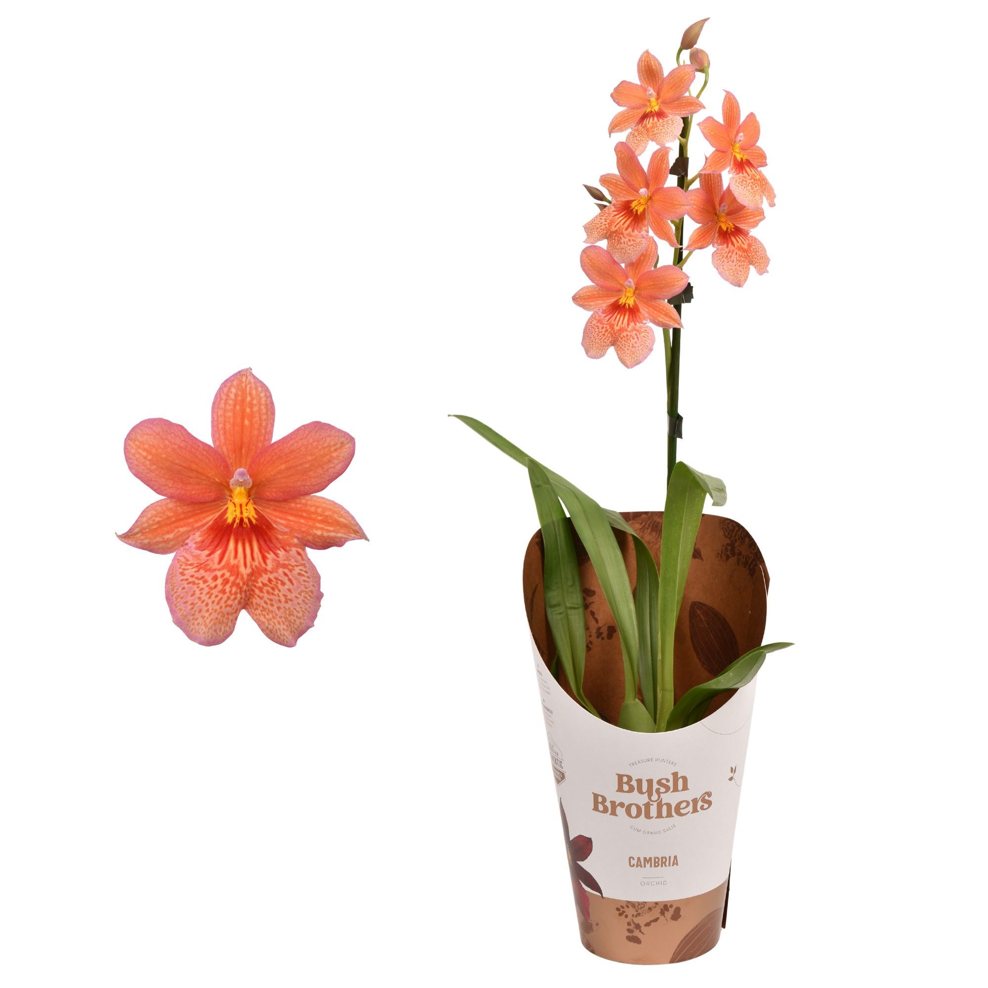 Cambria 'Nelly Isler' Oranje 1 tak 12 cm, D 12