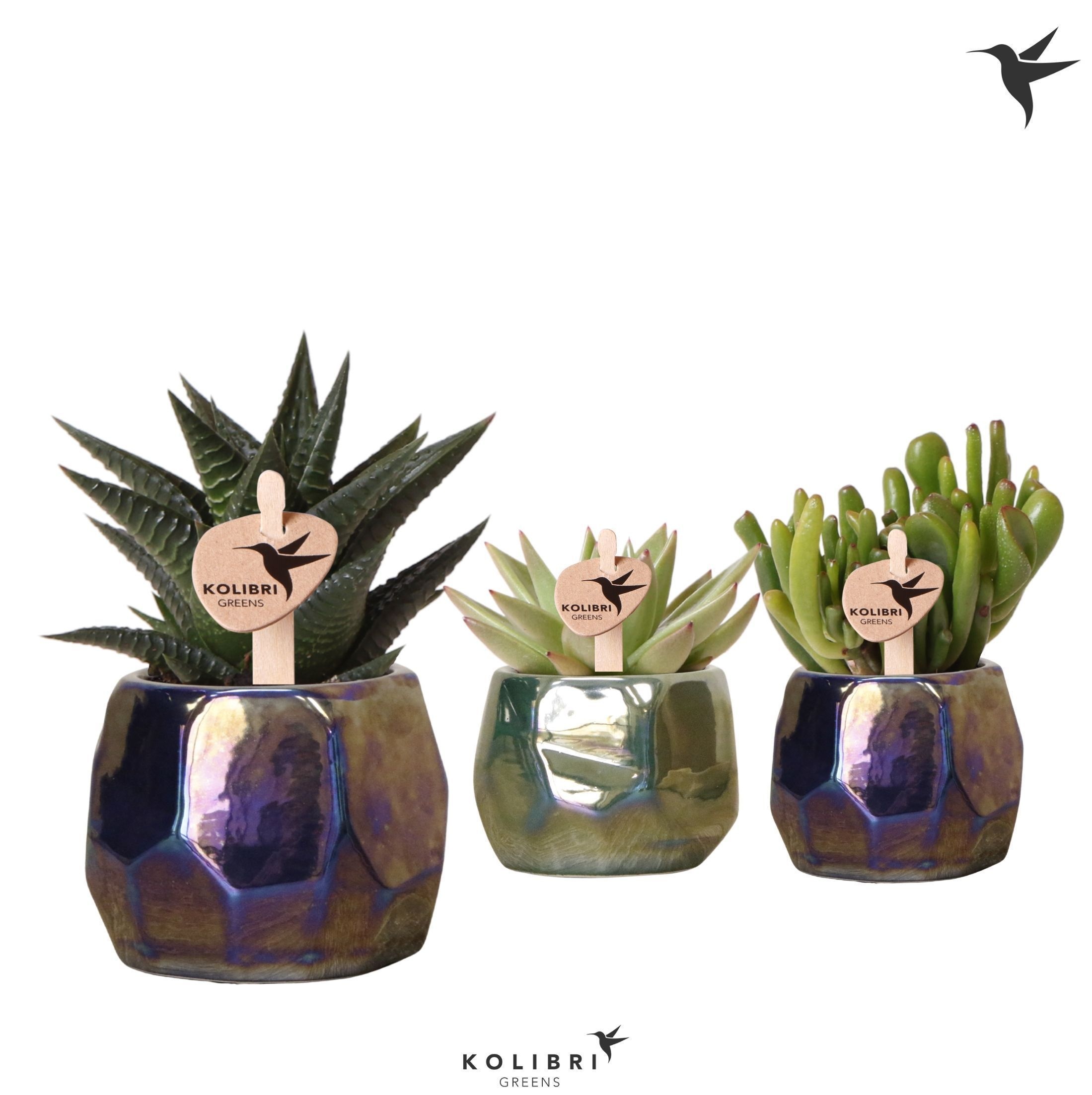 Kolibri Greens Succulenten mix in Pearl pot blue green mix, D 6
