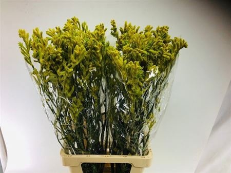 Анигозантус Баш Голд 80 (желт.), шт.