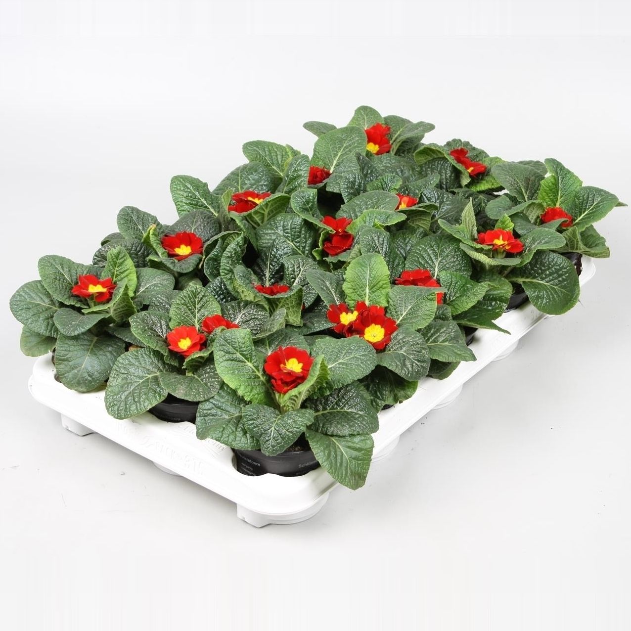 Primula ROOD, D 10,5