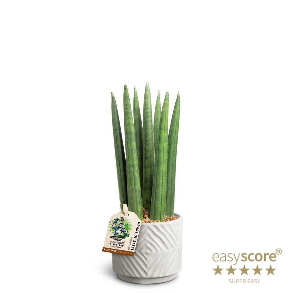 Dune Sand, Sansevieria cylindrica 'Straight', D 7