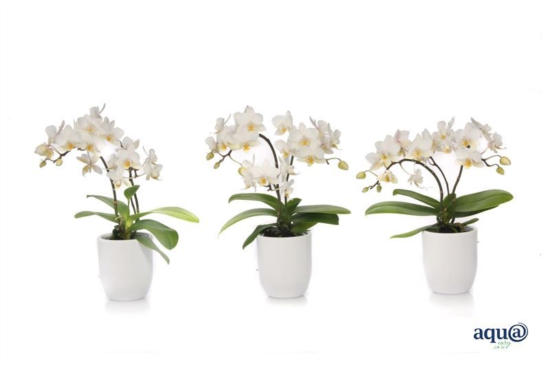 Hugo p06 white Phal Tiny Dolls wild 3/4T18+ Aqu@, D 6