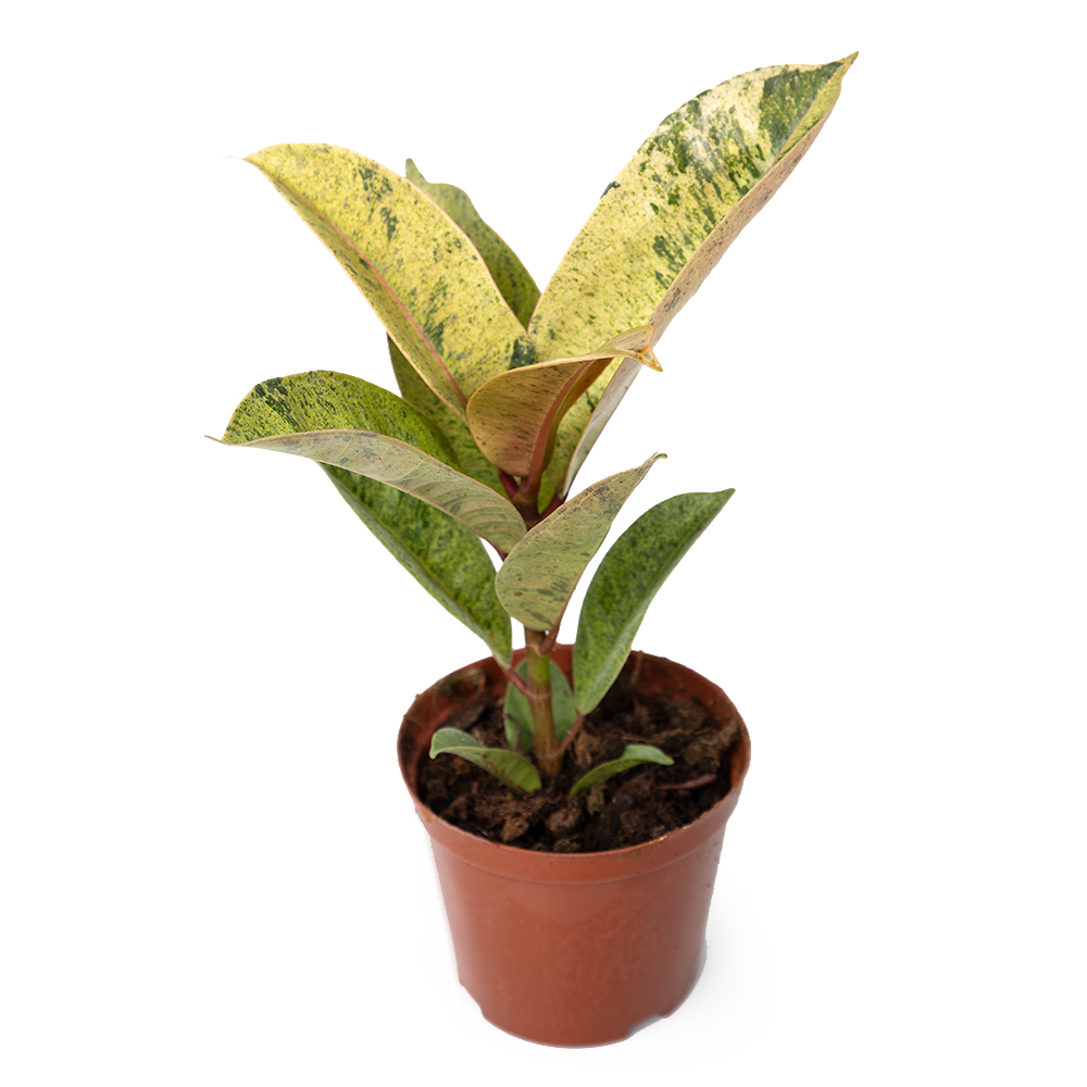 Фикус эластика шривериана 10 20 (предзаказ)